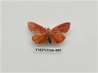 藏品(螟蛾392)的圖片